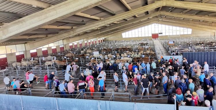 MARCHÉ AUX BOVINS - Réouverture très attendu à Rabastens-de-Bigorre